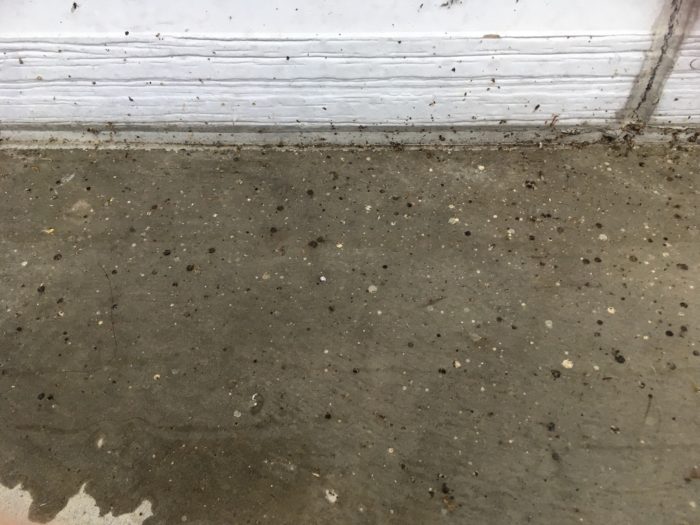 蜘蛛のフンでコンクリートに黒いシミ 掃除方法はコレが良かった 家しごと